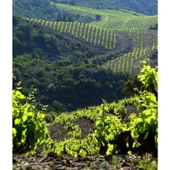 Bon marché 👍 Mouline de Ciffre Altiniac Grande Cuvée, 2018 - Faugères AOP - Rouge - 75 cl 👍 -Boissons Soldes 2024 3454781519652 7